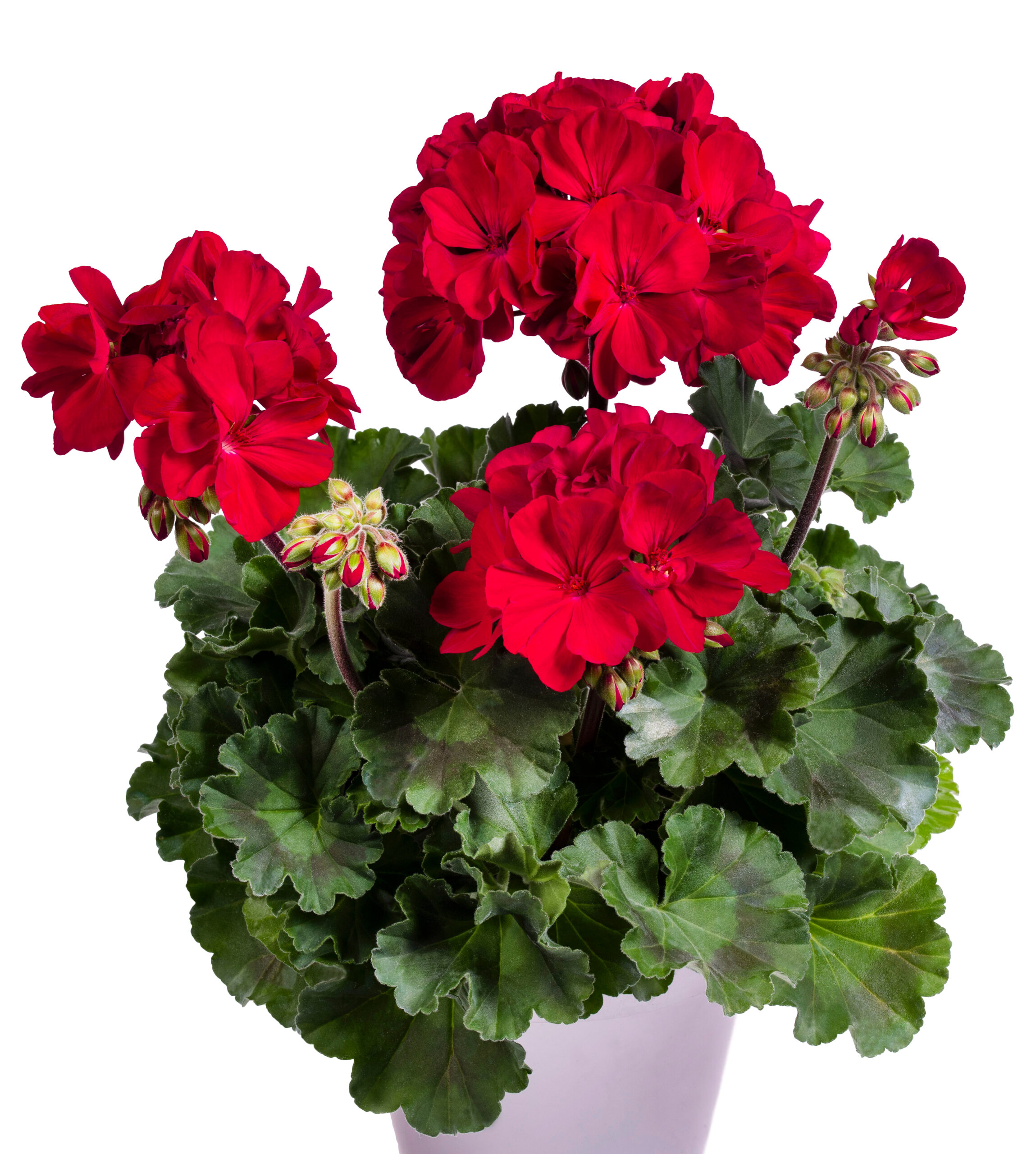 pac twoinone ruby red 10963 gesamtpflanze rgb pac twoinone ruby red 10963 gesamtpflanze rgb