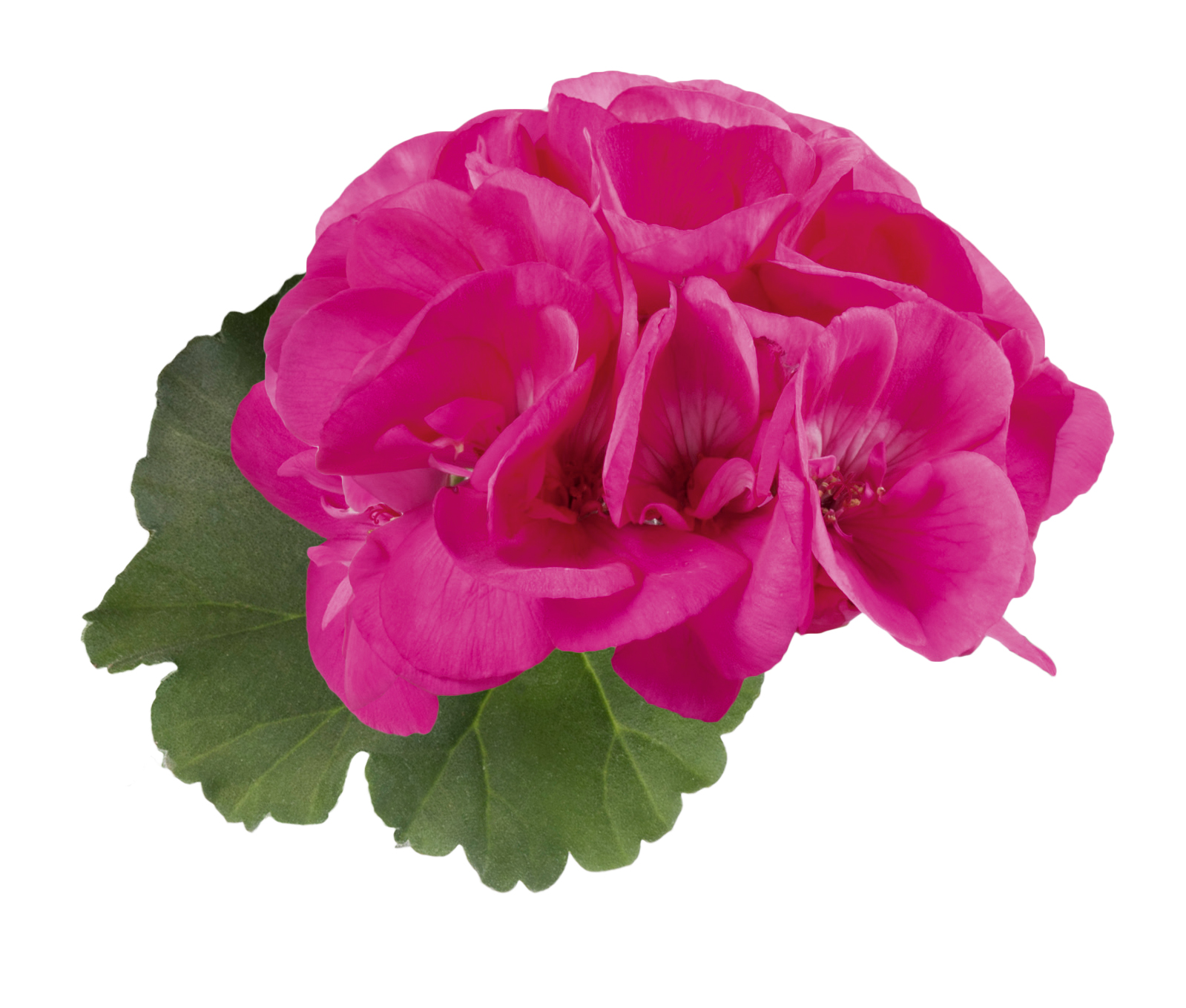 pac violetta 10577 violetta bluete cmyk pac violetta 10577 violetta bluete cmyk