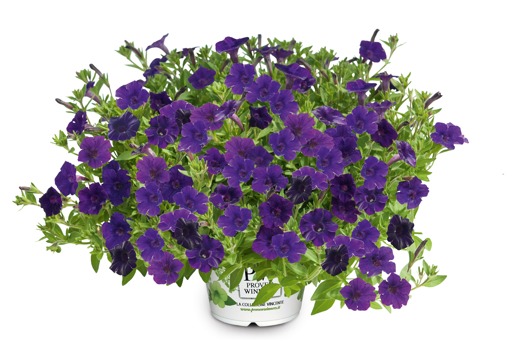 pw mini vista blue violet pw mini vista blue violet
