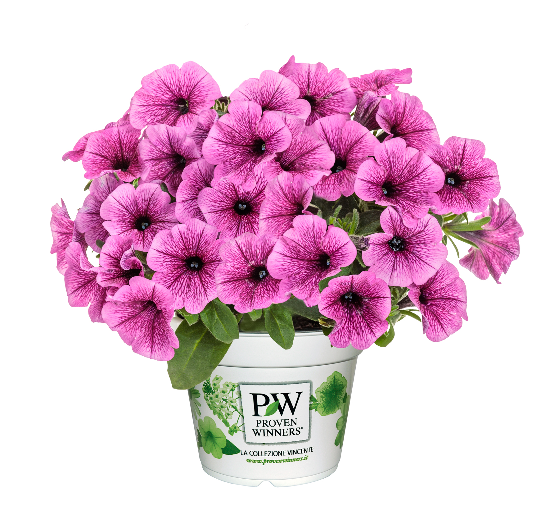 pw mini vista plum veined pot pw mini vista plum veined pot