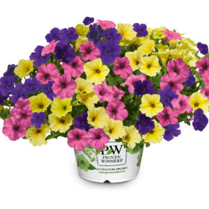 Petunia Mini Vista TrioMio