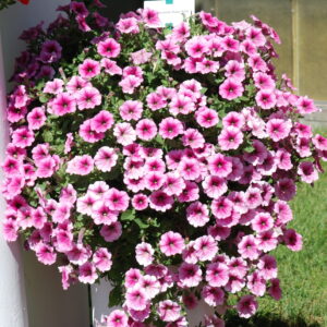 pw veranda rose vein (1)