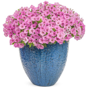 Petunia Vista