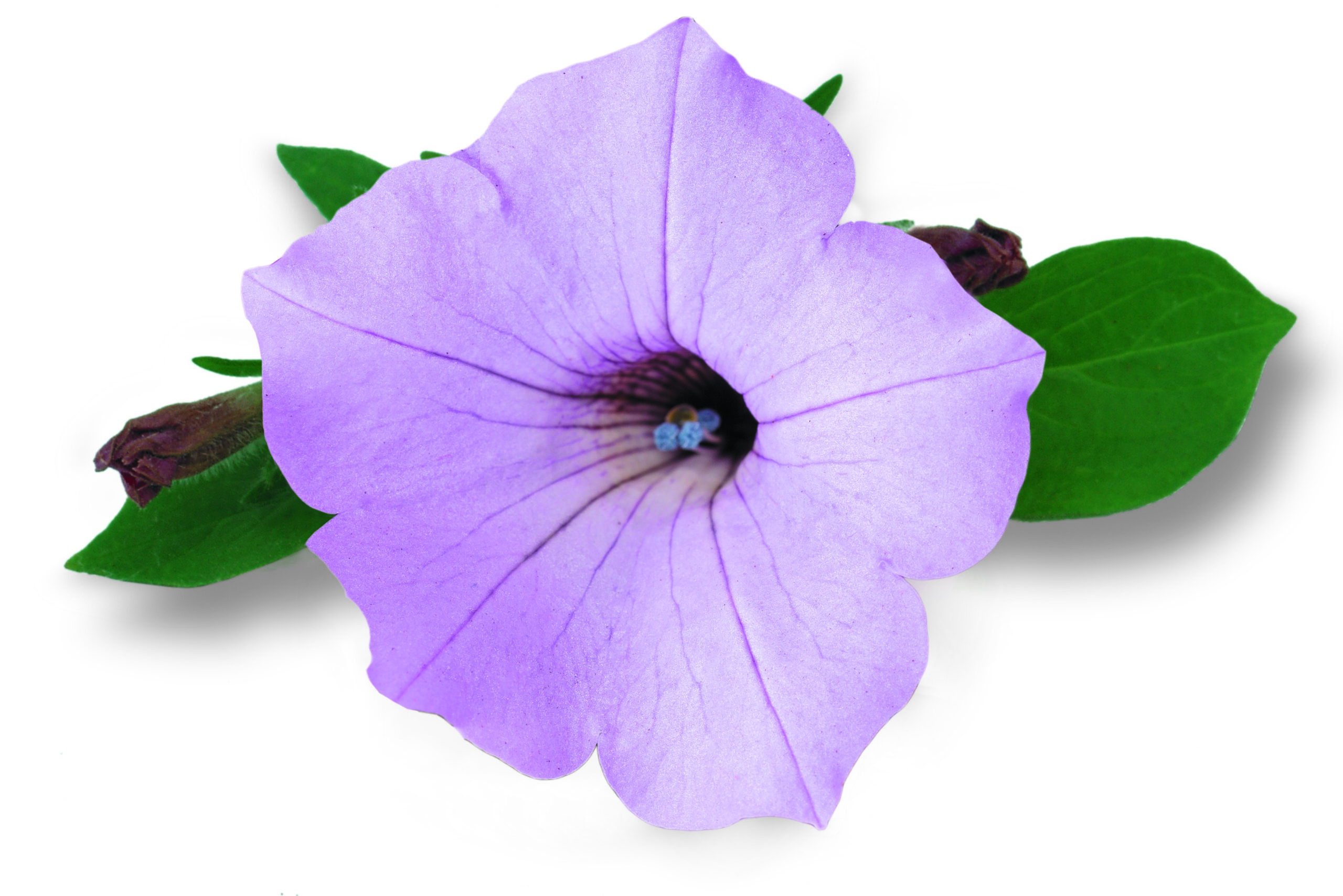 pw vista cool jazz flower leav pw vista cool jazz flower leav