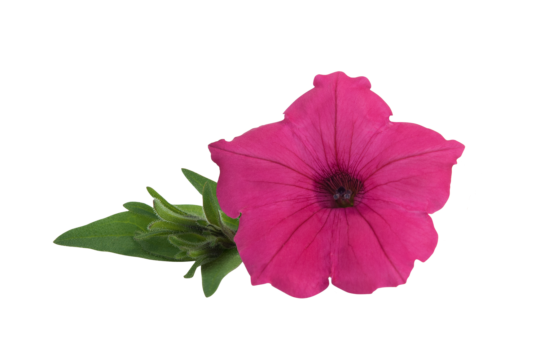 pw vista fuchsia improved flower pw vista fuchsia improved flower