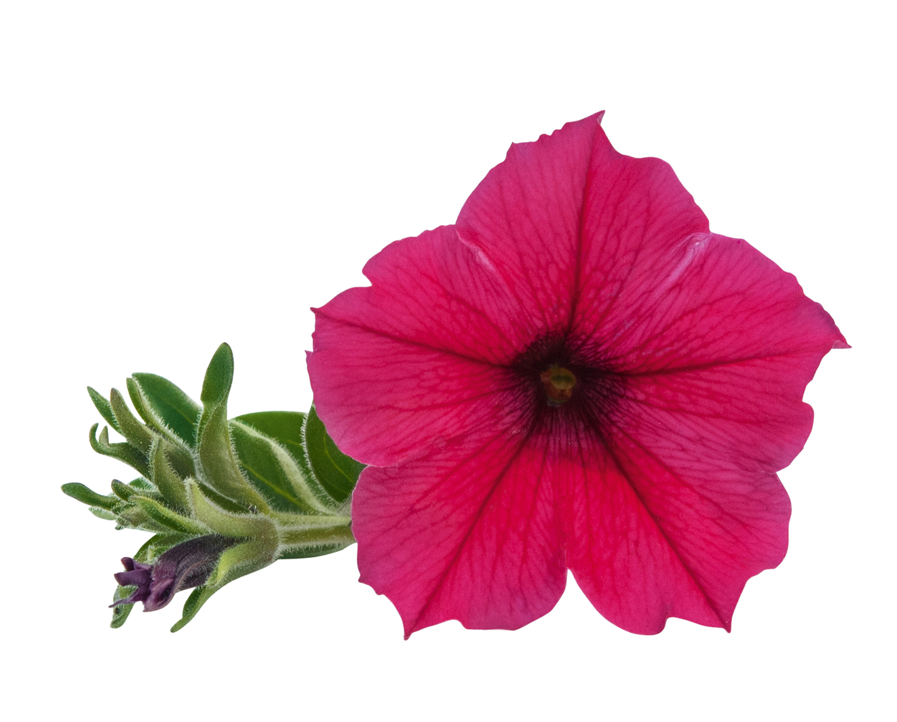 pw vista paradise flower pw vista paradise flower