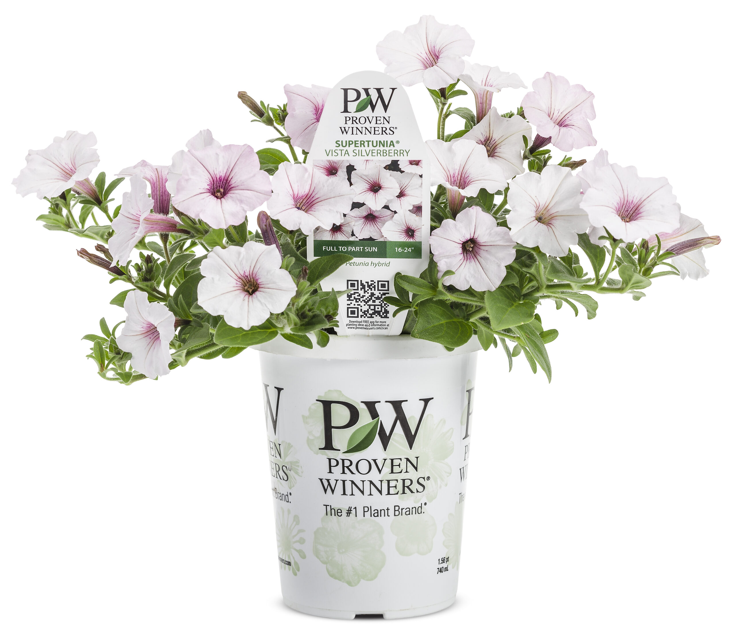 pw vista silverberry (2) pw vista silverberry (2)